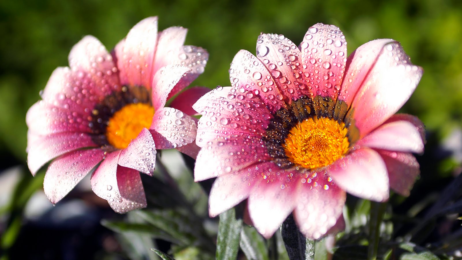 Flowers-Hd-Wallpapers-Free-Download -