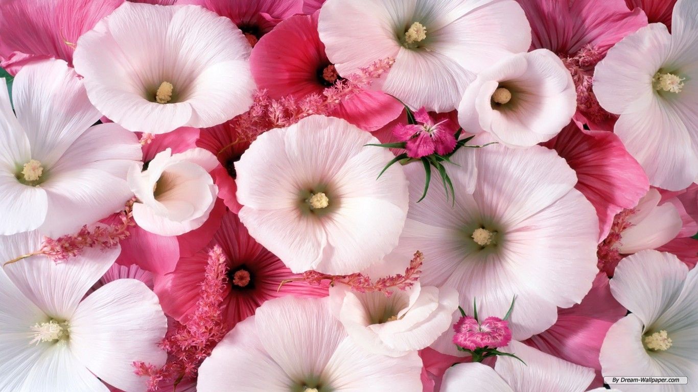 Flowers For Wallpapers Free Download - HD Wallpapers Pretty