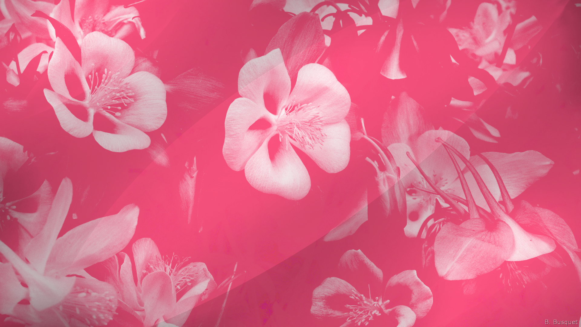 Love Pink Vs Wallpapers Mobile - Kemecer.com