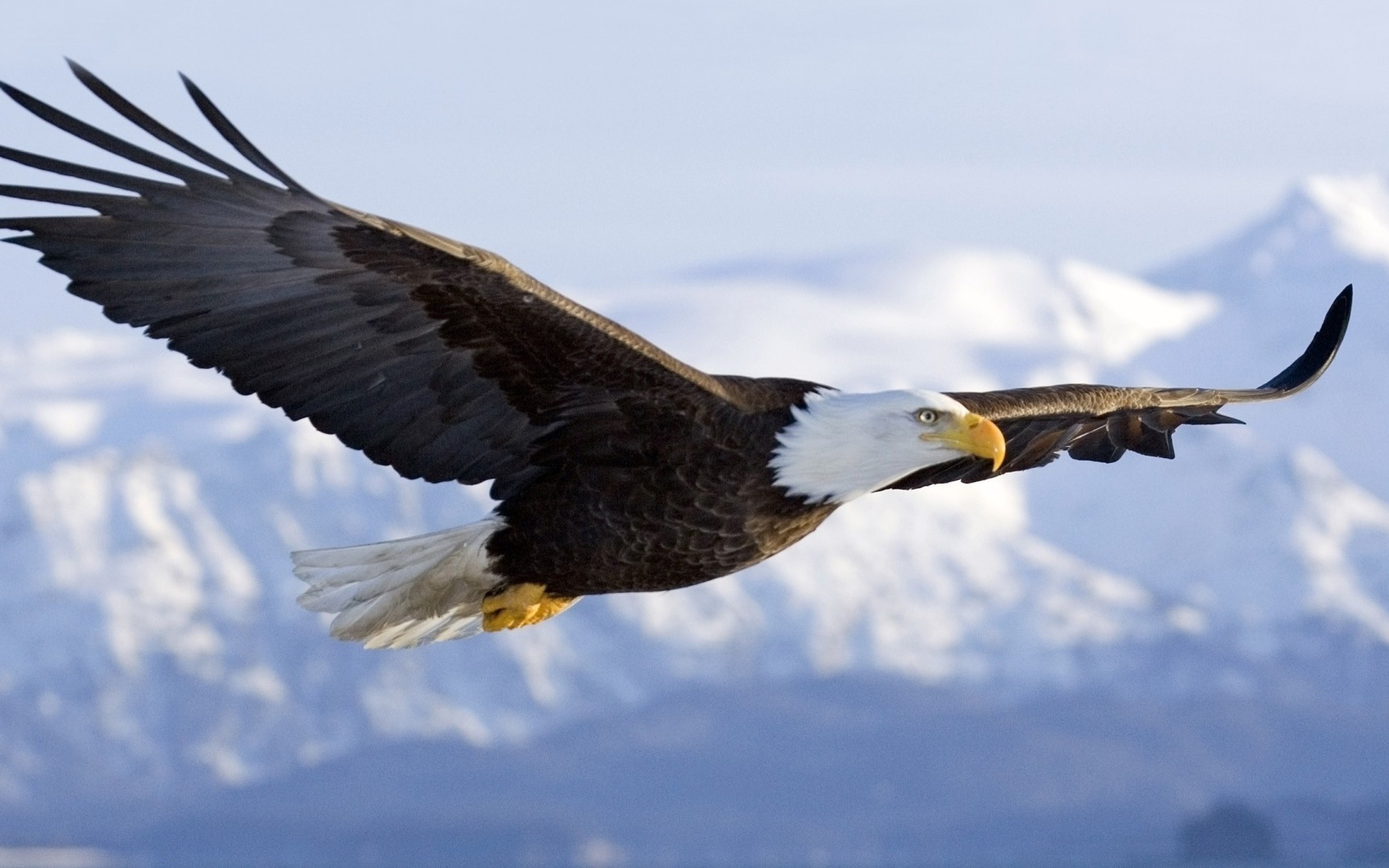 Eagle Wallpapers Free Download