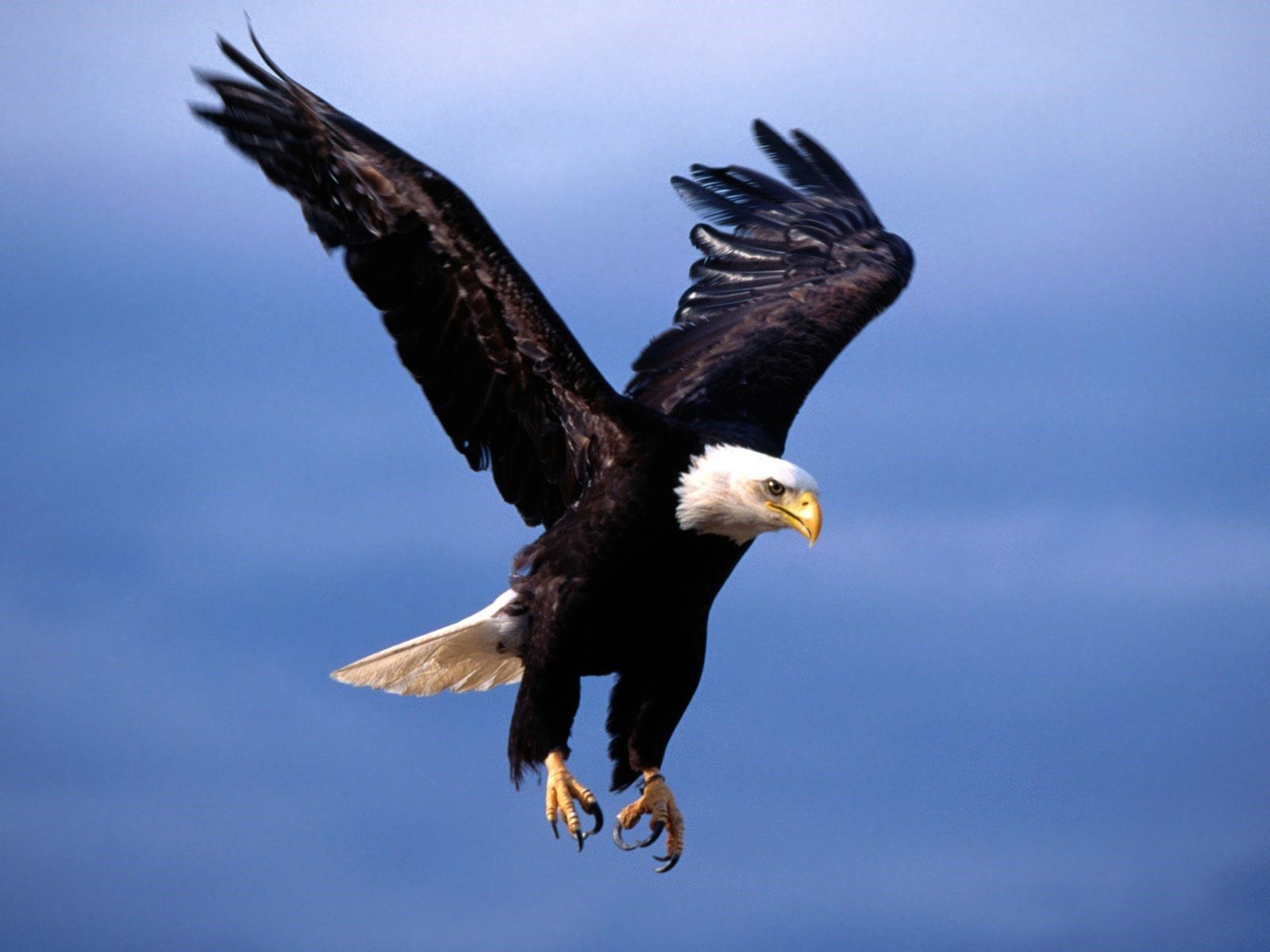 Eagle Wallpapers Free Download Beautiful Birds HD Desktop Images