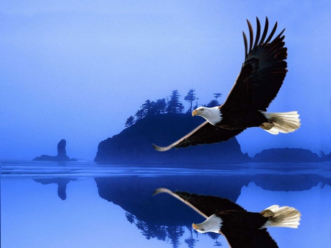Download Eagle wallpaper by 0ssie  1d  Free on ZEDGE now Browse  millions of popular eagle Wallpapers and Ringto  Eagle wallpaper Eagle  images Eagle pictures