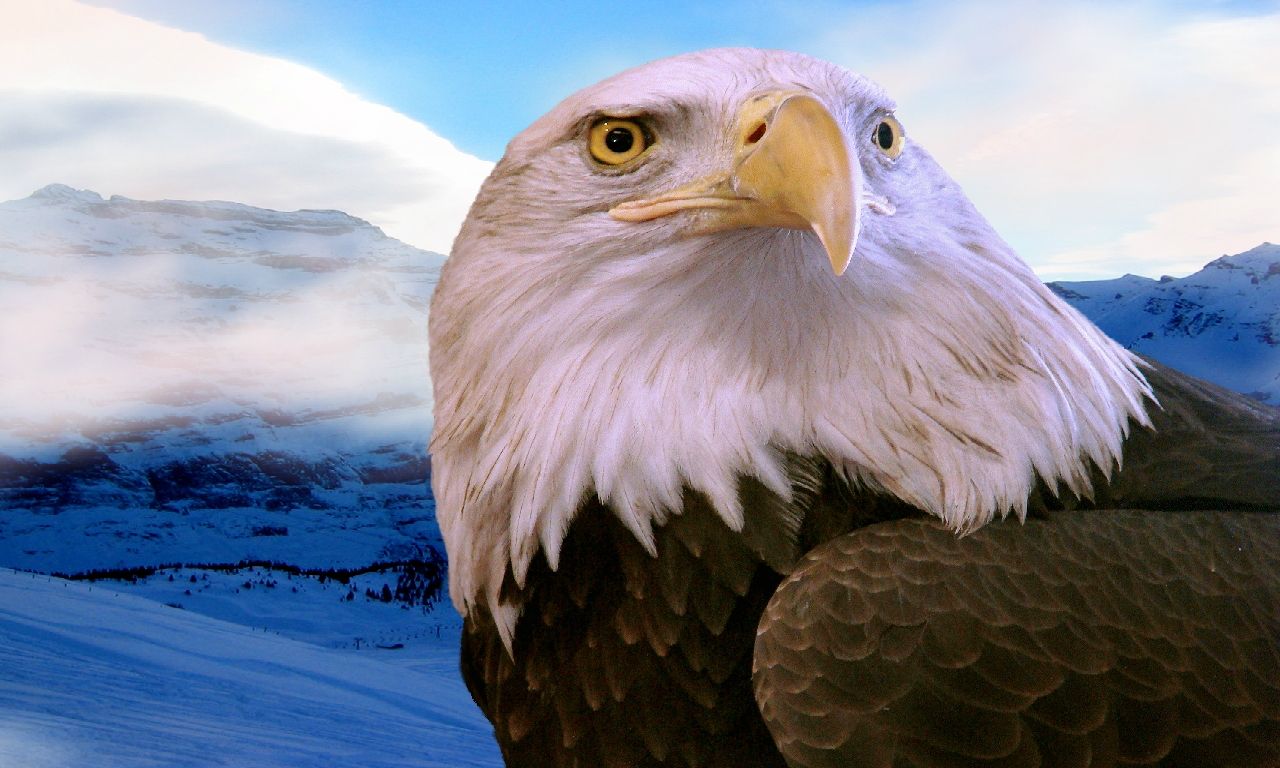 Bald Eagle Wallpapers | Live HD Wallpaper HQ Pictures, Images ...
