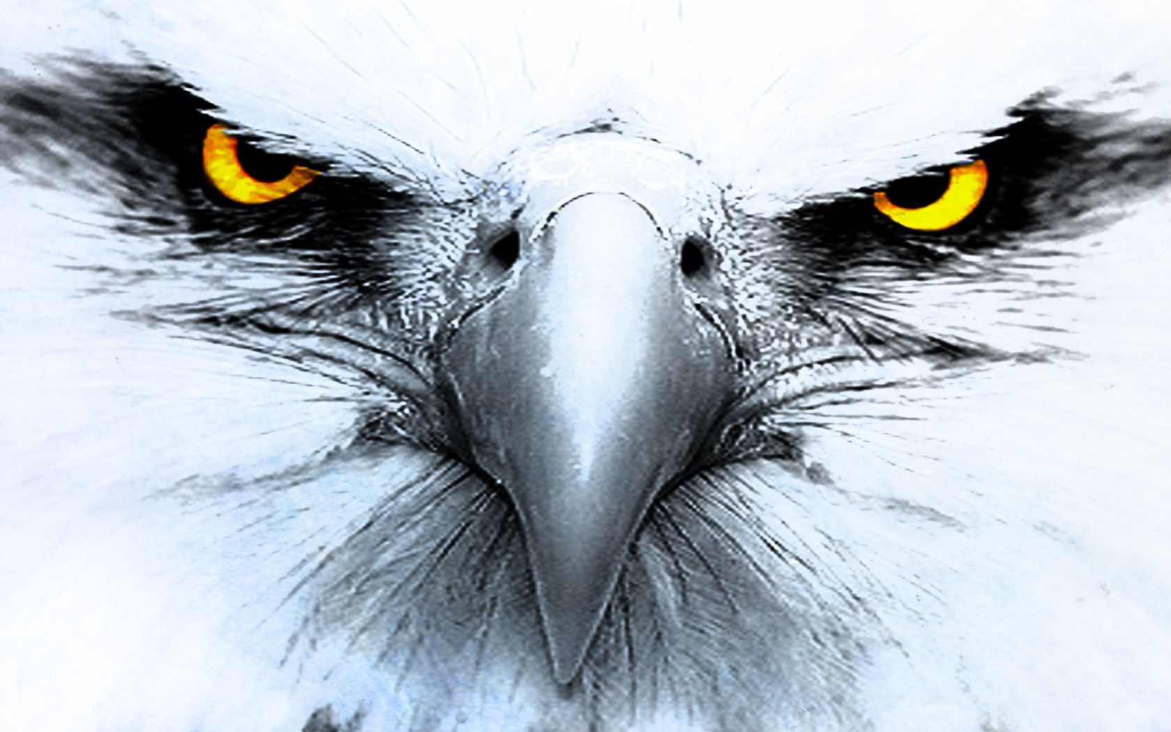 313 Eagle HD Wallpapers | Backgrounds - Wallpaper Abyss