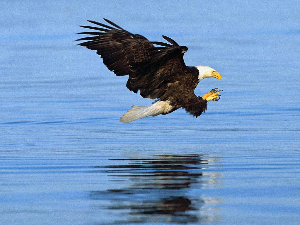 Bald Eagle Wallpapers - Animals Town