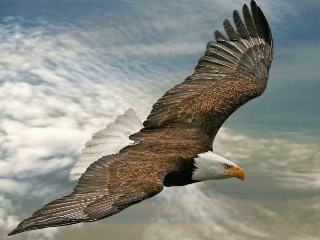 Eagle HD Wallpapers Desktop Pictures | One HD Wallpaper Pictures ...