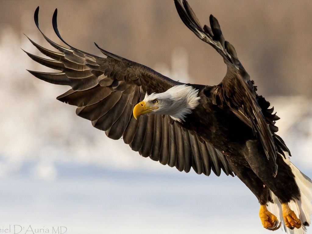 Eagle HD Wallpapers Desktop Pictures One HD Wallpaper Pictures