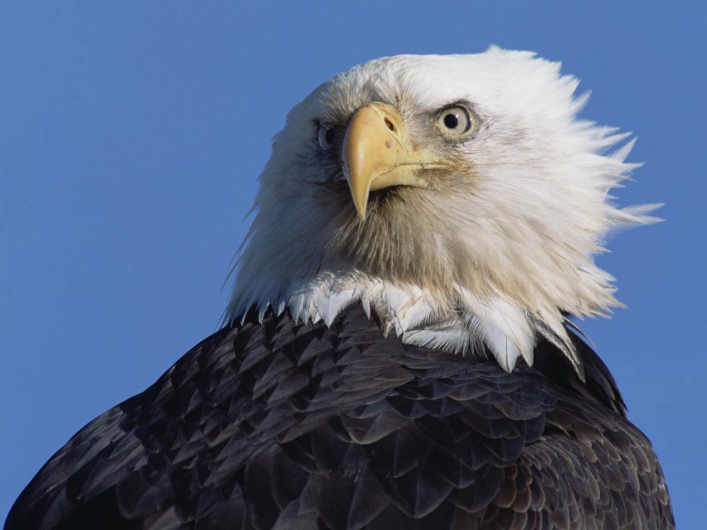 Free Eagle Wallpaper download - Animals Town