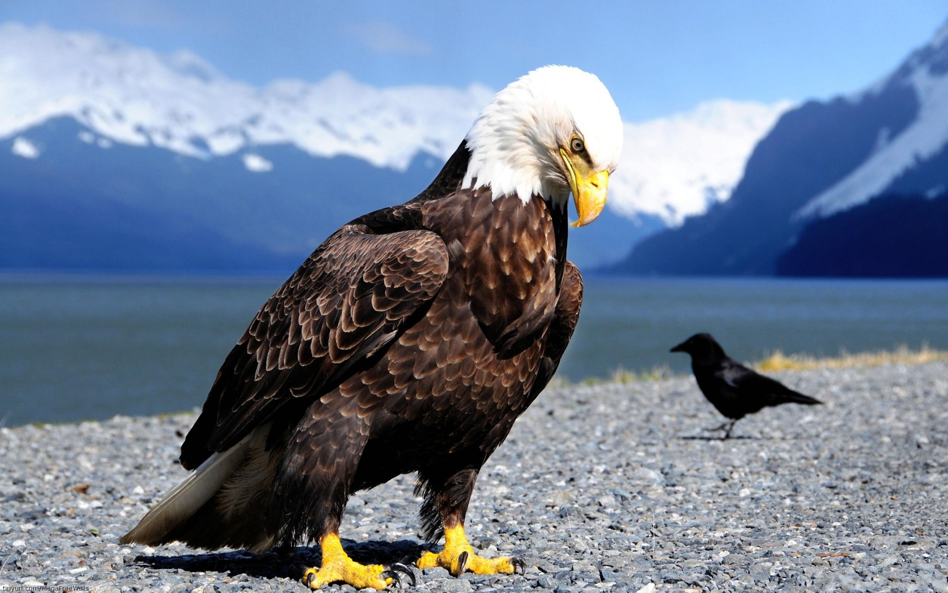 High Definition eagle wallpaper for free download