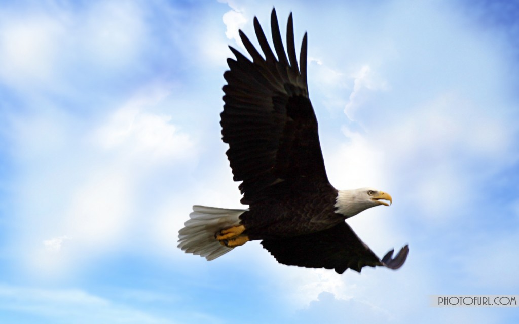 A Perfect Landing Bald Eagle Wallpapers | Free Wallpapers
