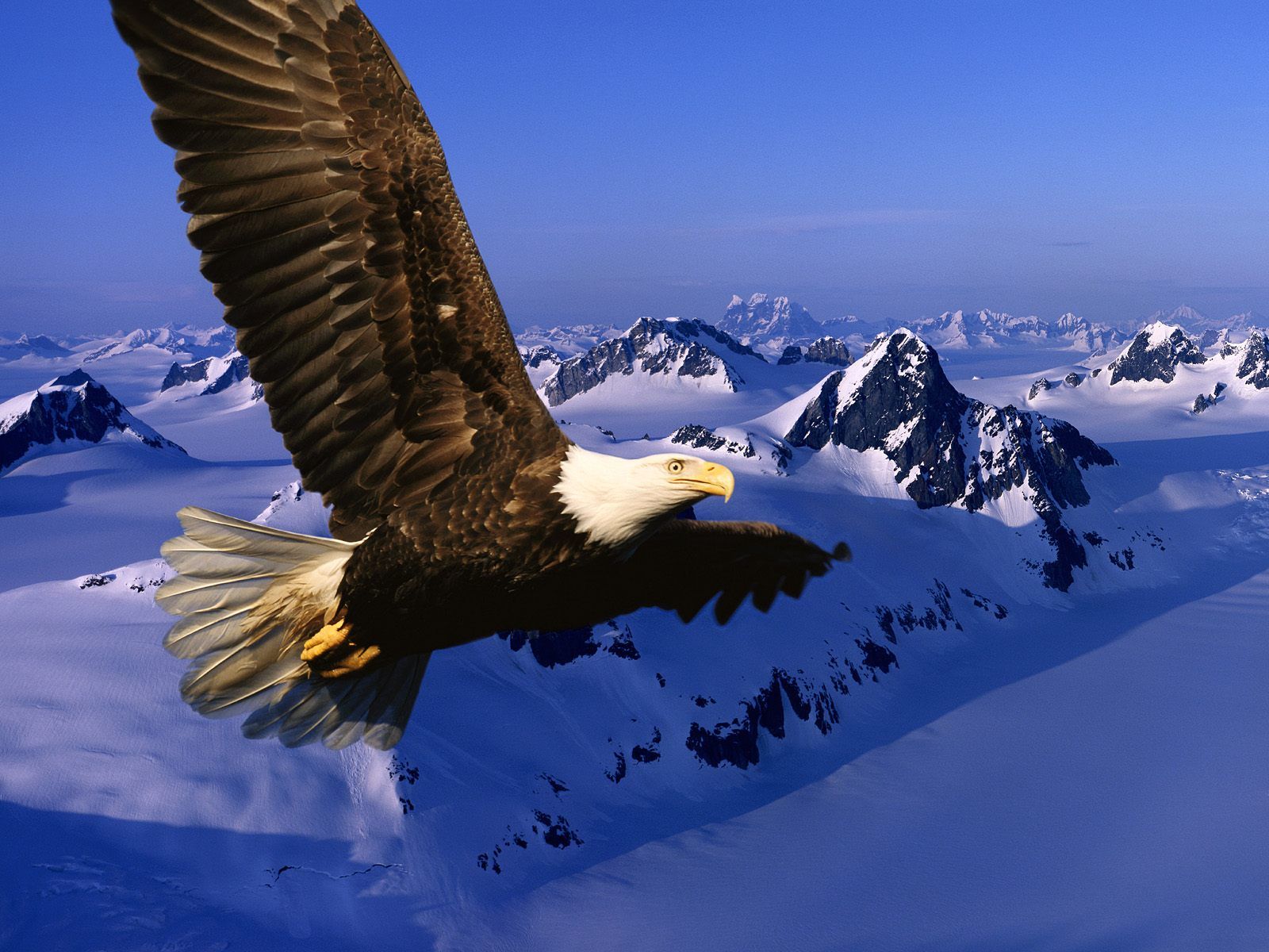 Eagle Wallpapers Free Download. Eagle Wallpaper Download ...