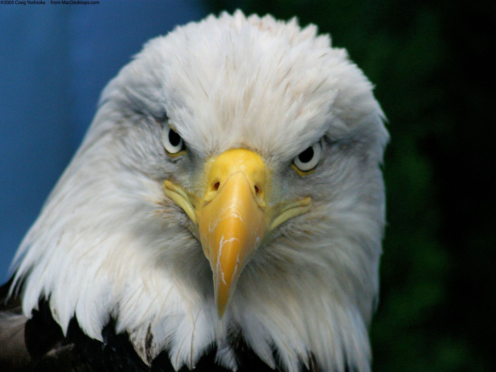Bald Eagle Wallpapers | HD Wallpapers