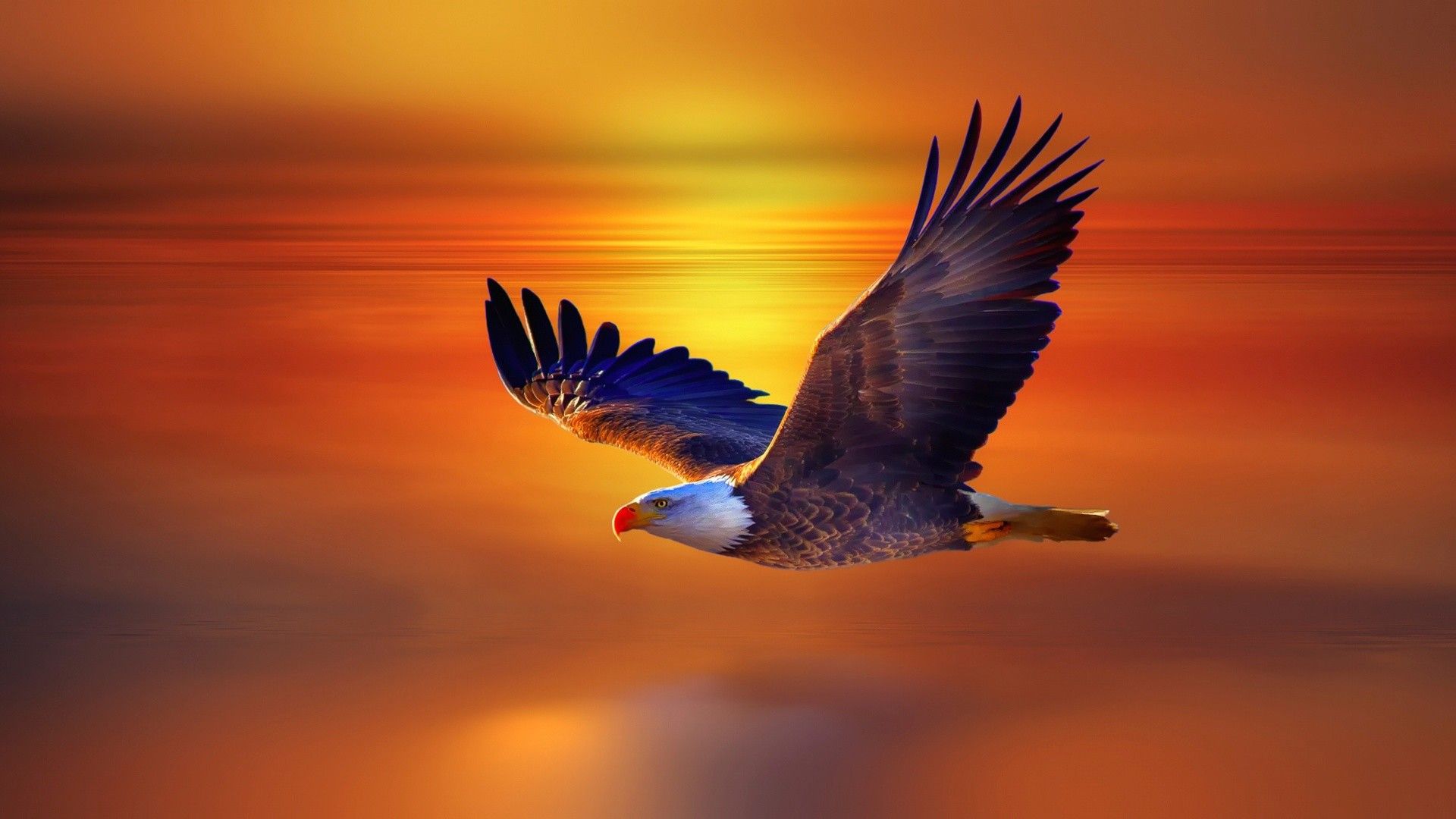 Download Eagle Wallpaper Free #3wmlq » hdxwallpaperz.com