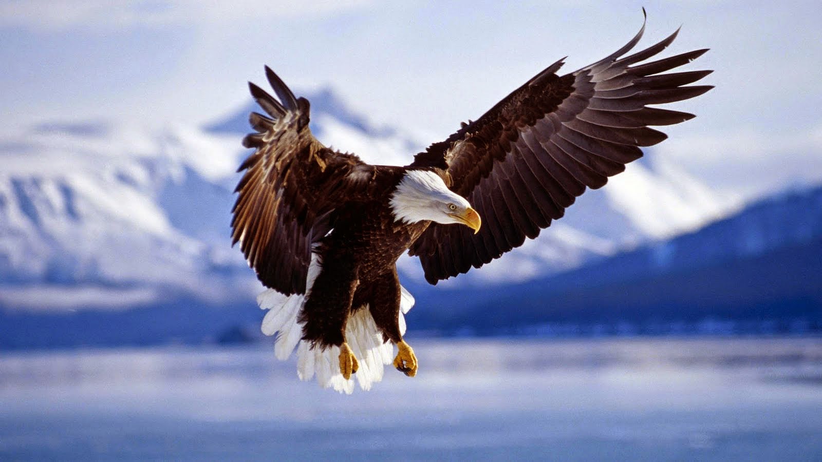 Beautiful Bald Eagle Wallpapers Free Download | FREE ALL HD WALLPAPERS