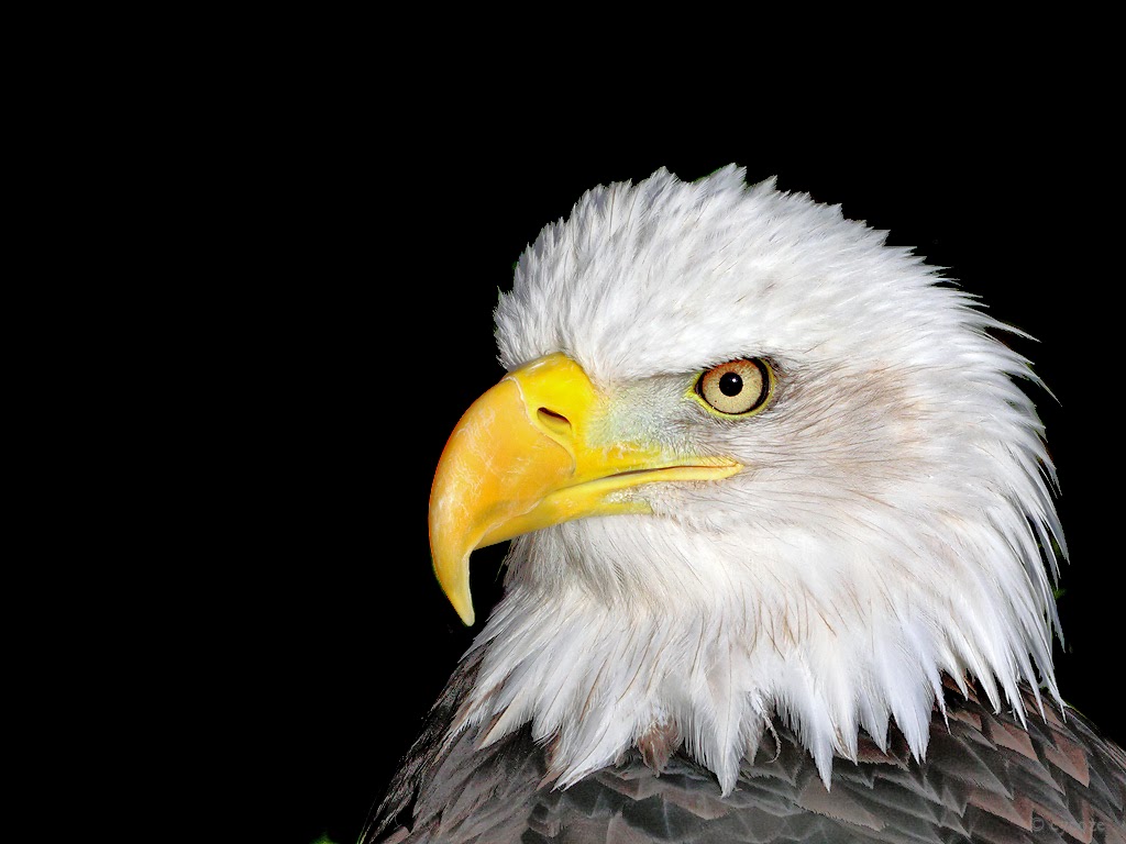 Rules of the Jungle: Eagle Wallpapers for Free Download