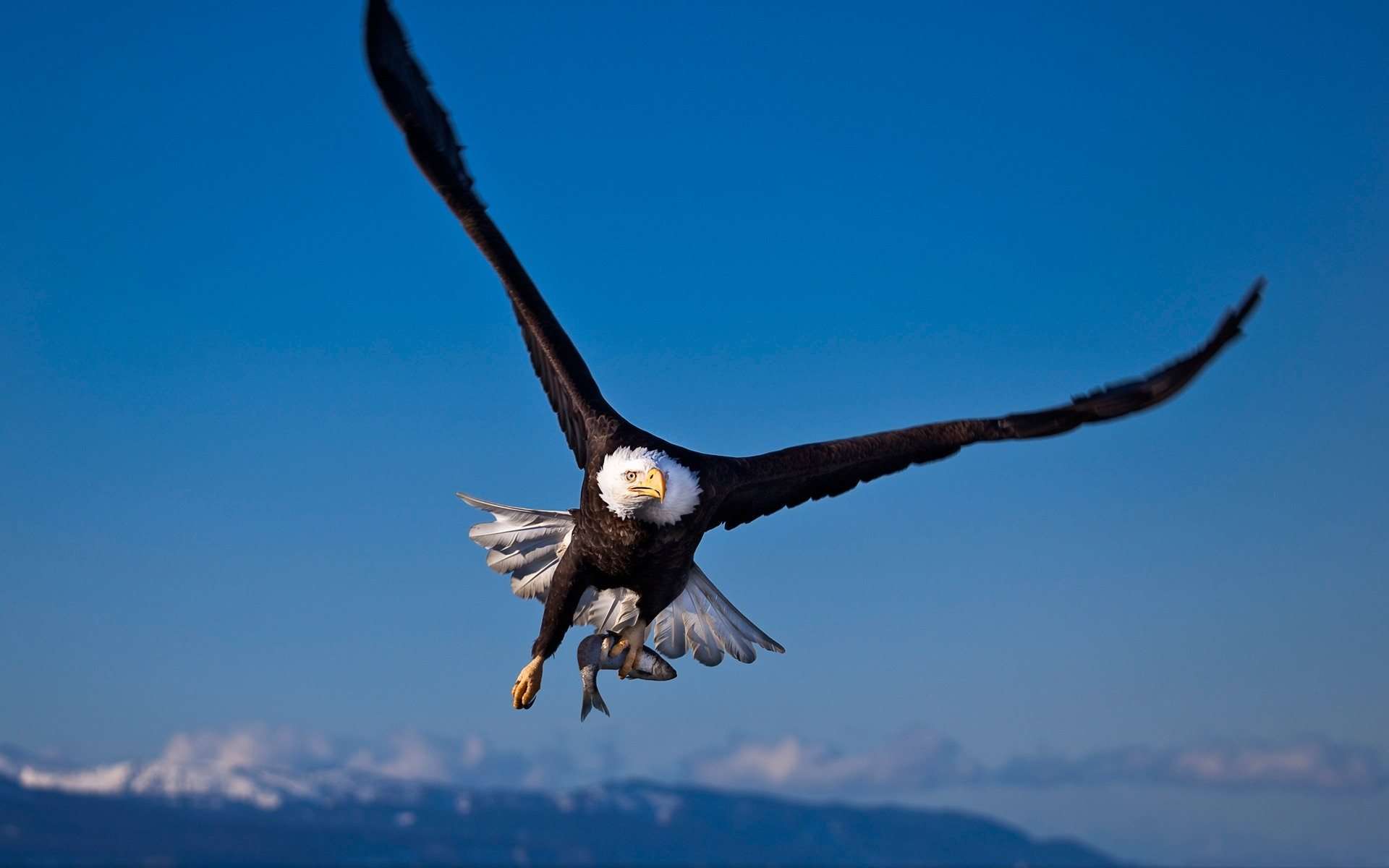 High Definition eagle wallpaper for free download
