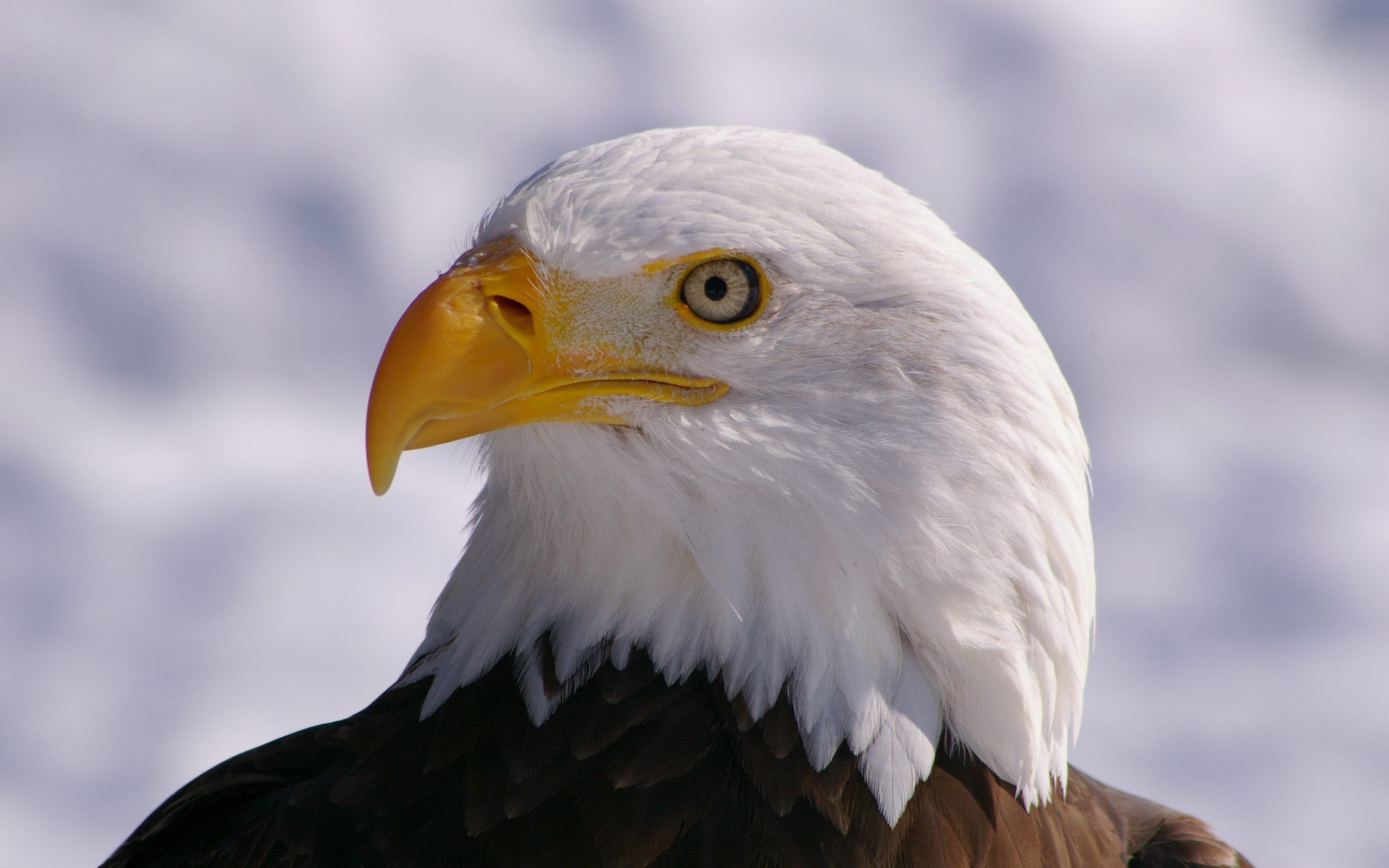 Eagle Face HD Wallpaper in High Resolutions Free Download