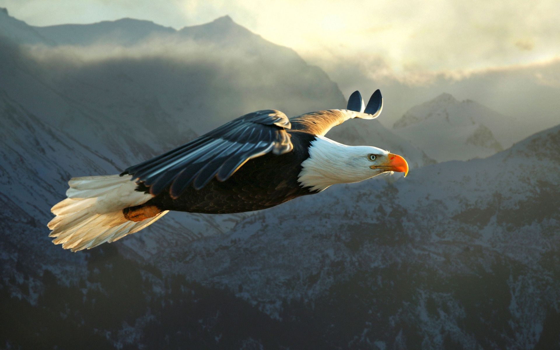 Download Eagle Wallpaper High Quality Resolution #wfq1g ...