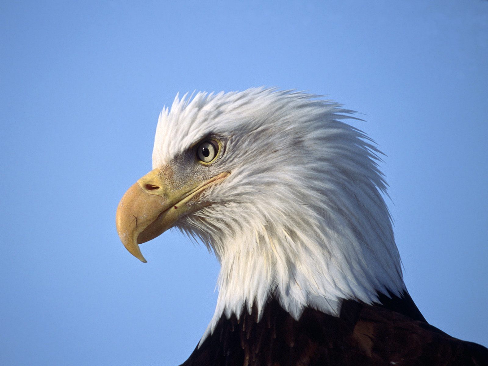 Tiptop 3d Hd Wallpapers Collection Eagle Backgrounds