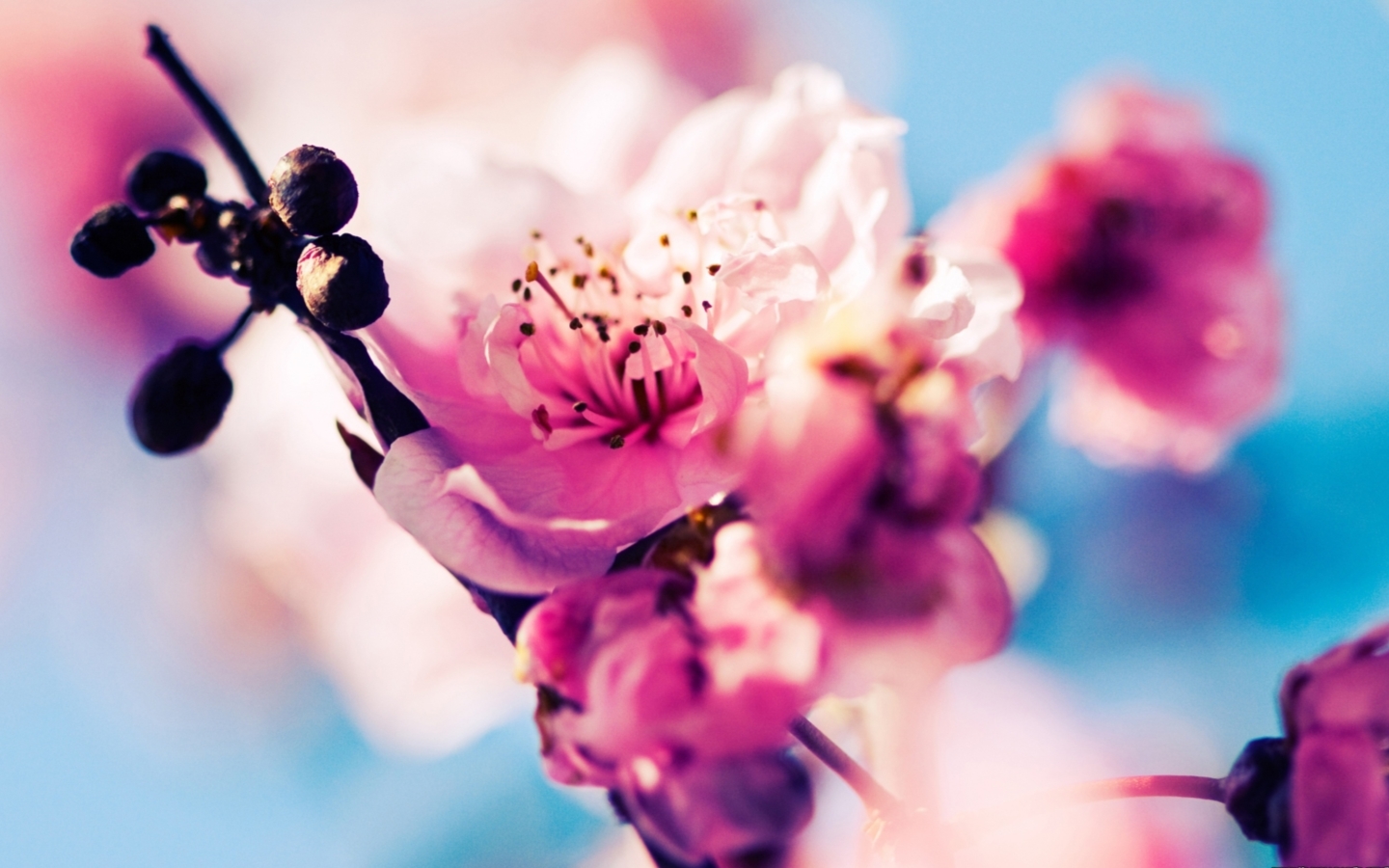 Beautiful Cherry Blossoms MacBook Pro Wallpaper HD | HD Wallpapers ...