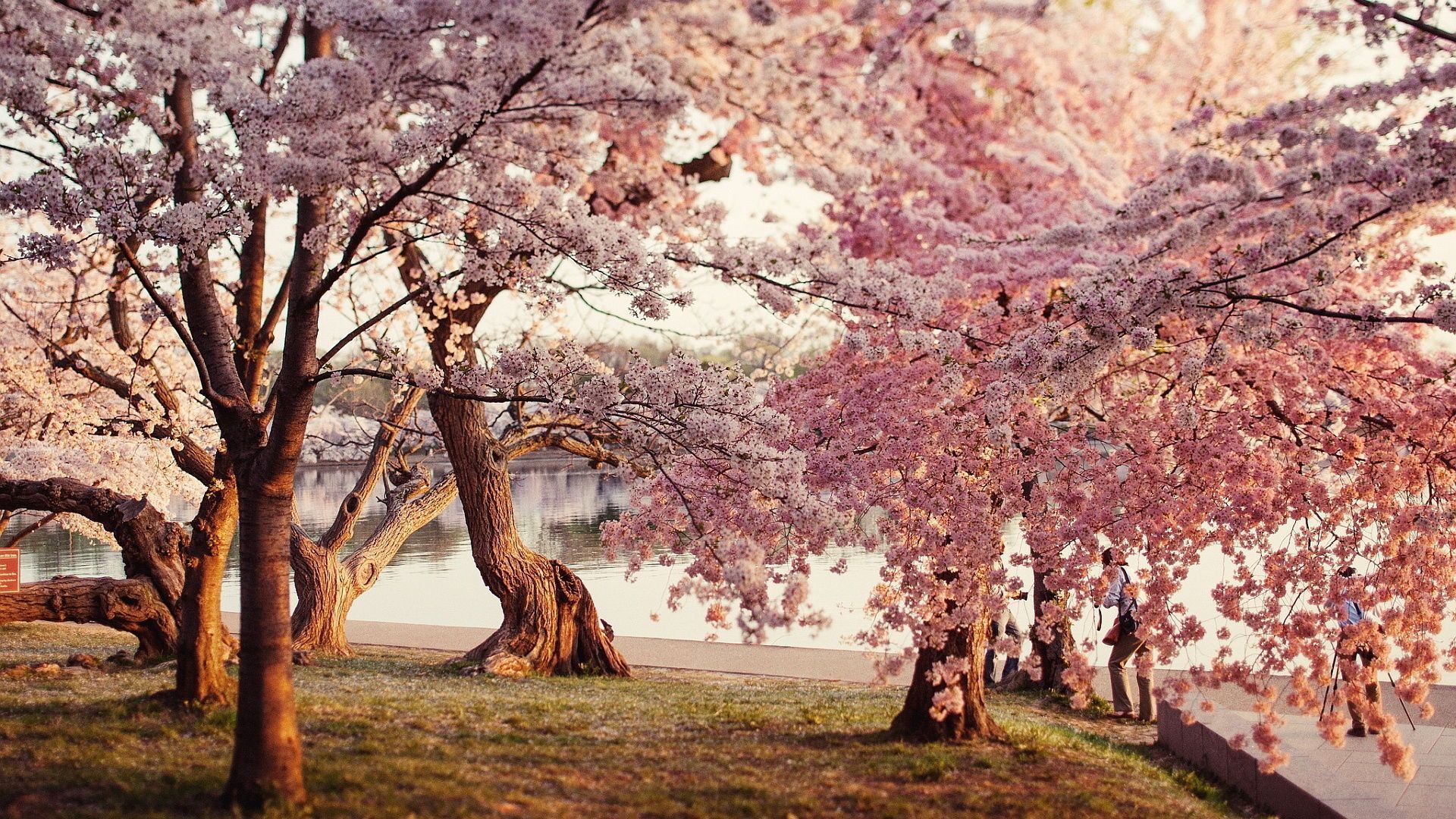 Cherry Blossom Tree Desktop Wallpaper - , New Wallpapers, New ...