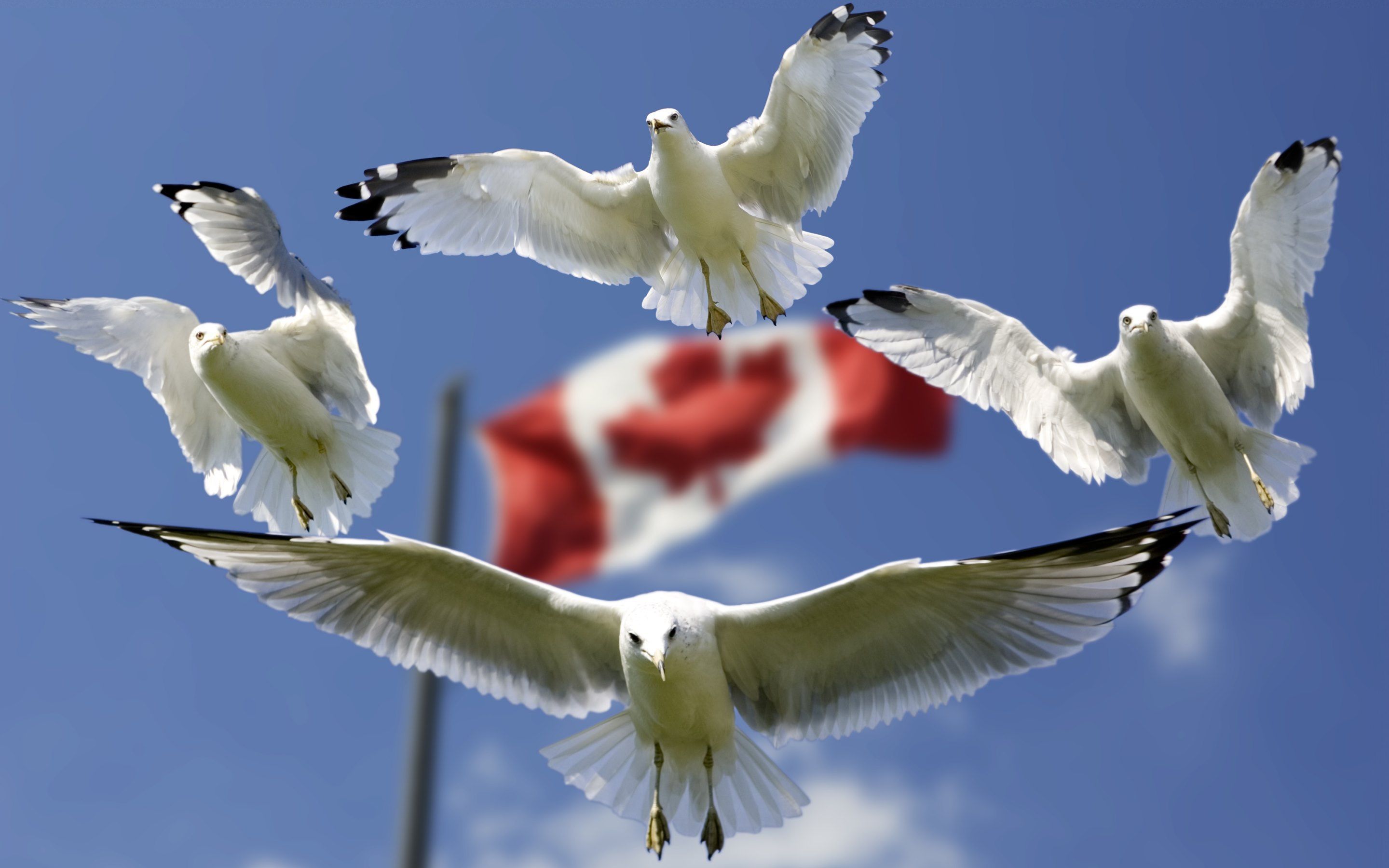 Gulls and Canada flag in background Wallpapers :: HD Wallpapers