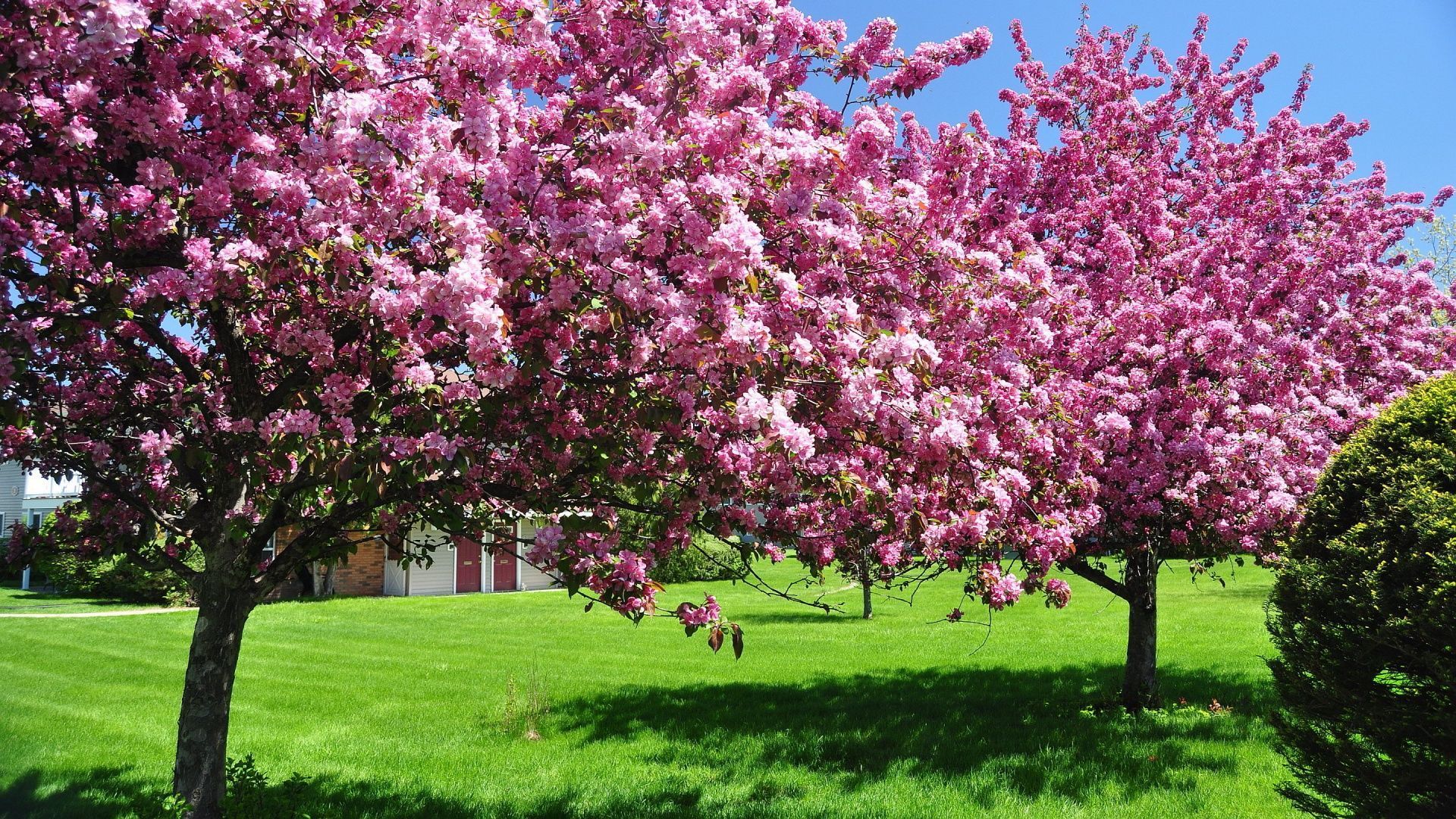 Spring Wallpaper Hd 19201080 34241 Full Hd Wallpaper Desktop HD Spring Wallpaper Hd 19201080 34241 Full Hd Wallpaper Desktop HD