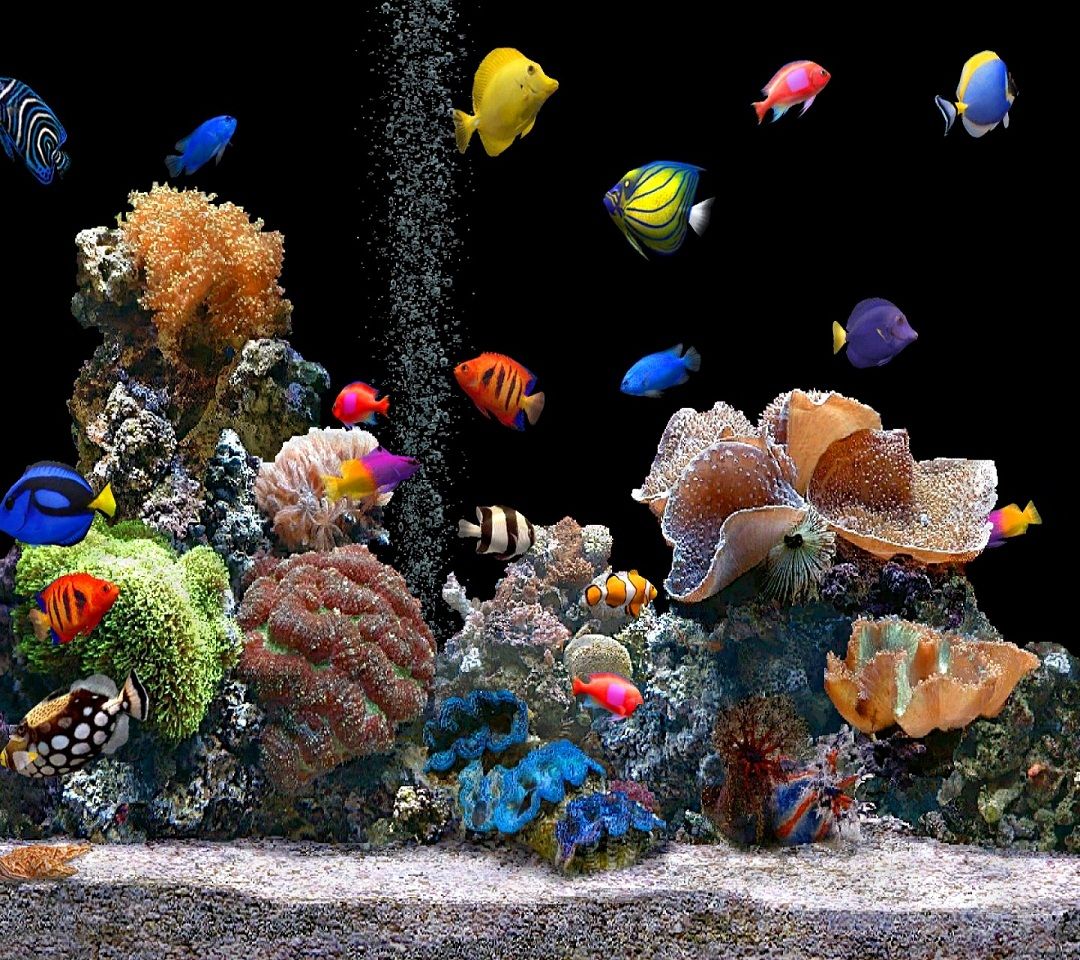 Aquarium hd wallpaper for mobile