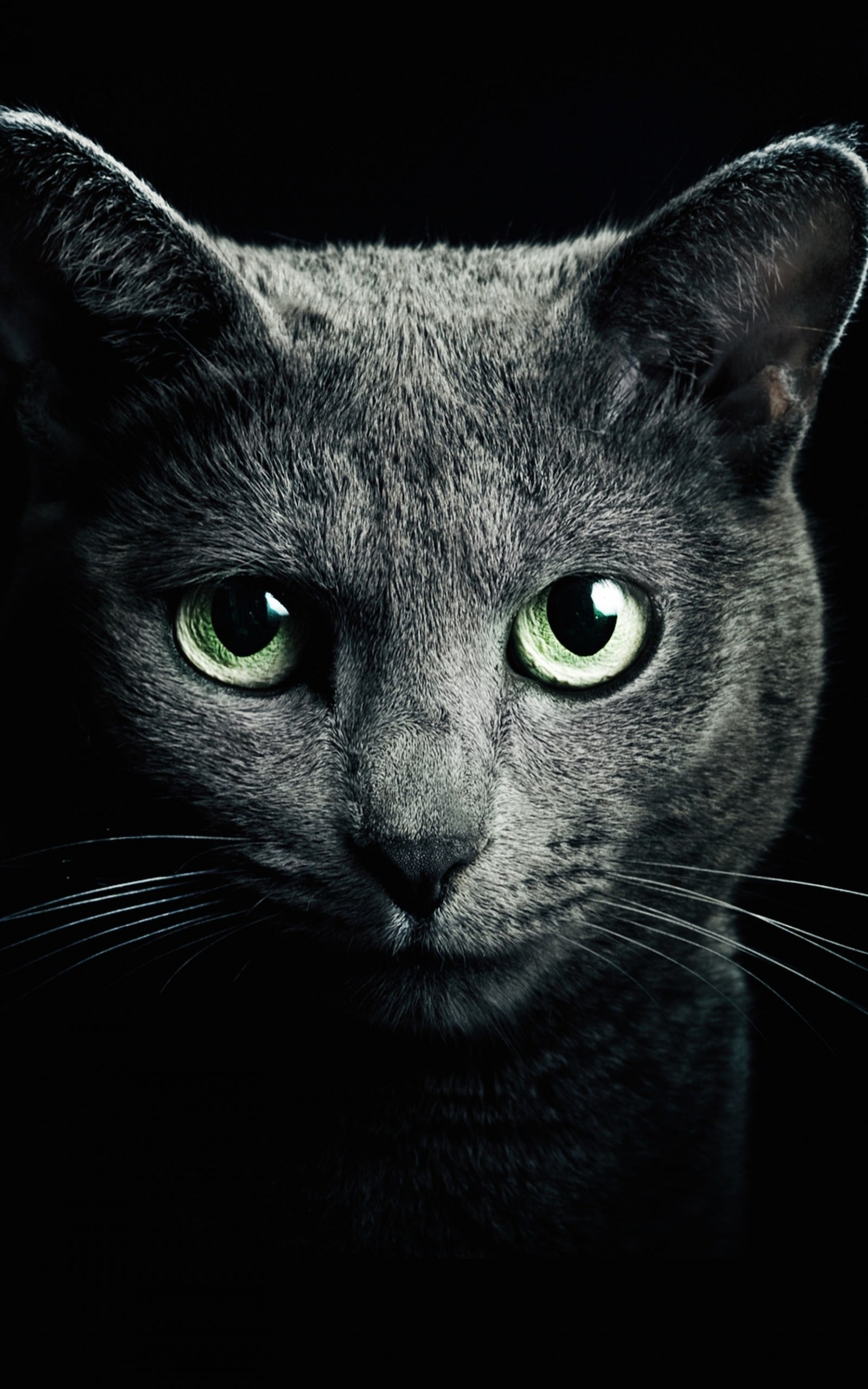 Download Russian Blue Cat HD wallpaper for Kindle Fire HDX 8.9 ...
