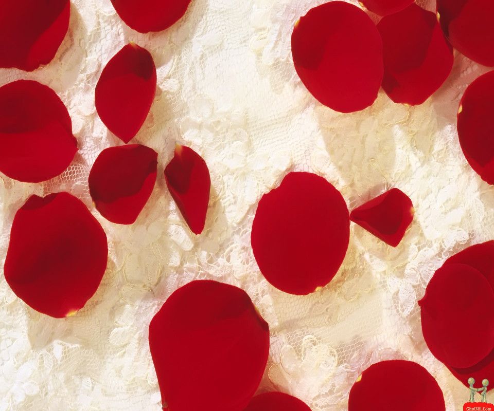 Very cute beautiful love rose petals htc 4g wallpapers