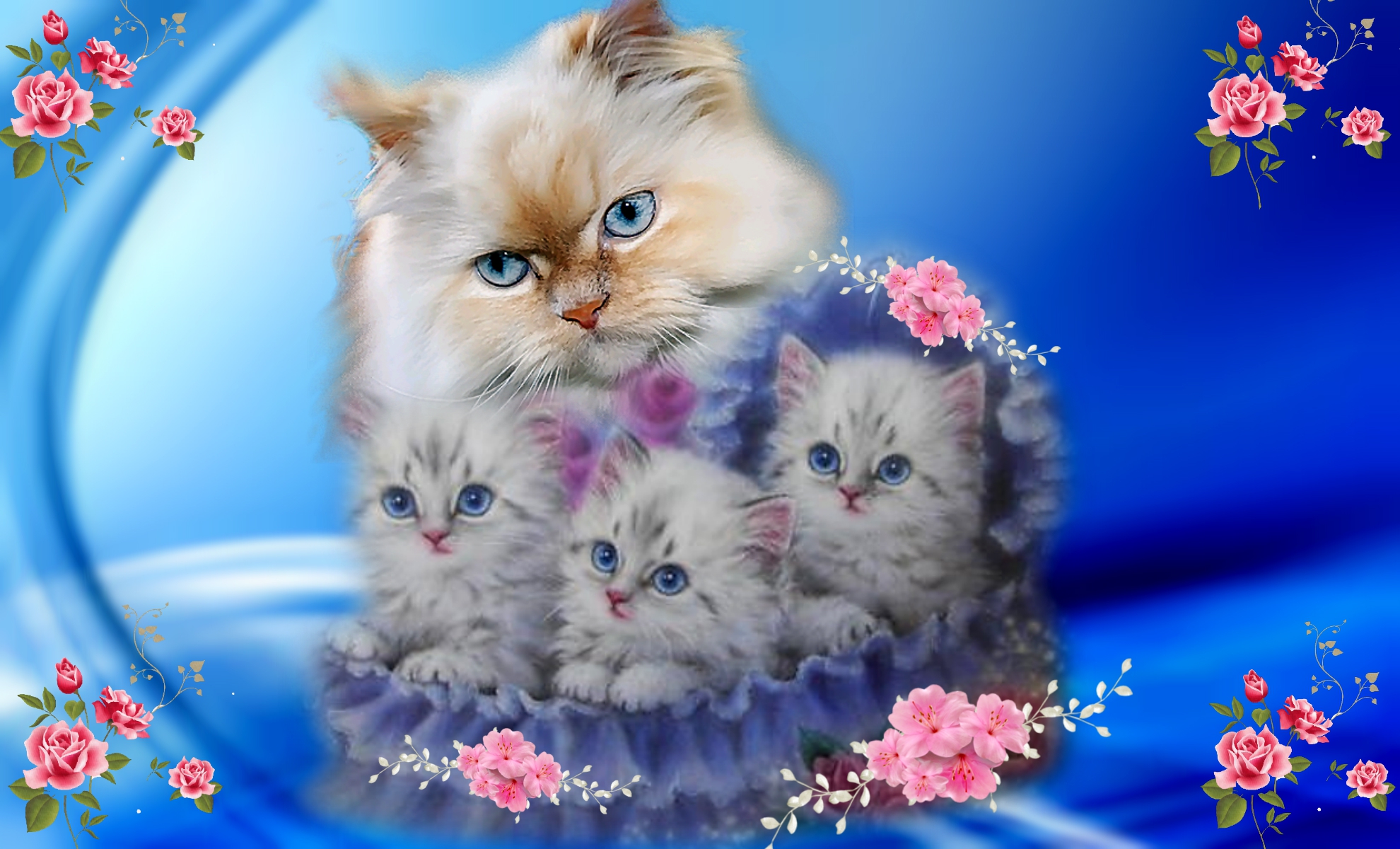 Kitens Beautiful Blue Pretty Pink Roses Cute Cats Phone Wallpapers ...