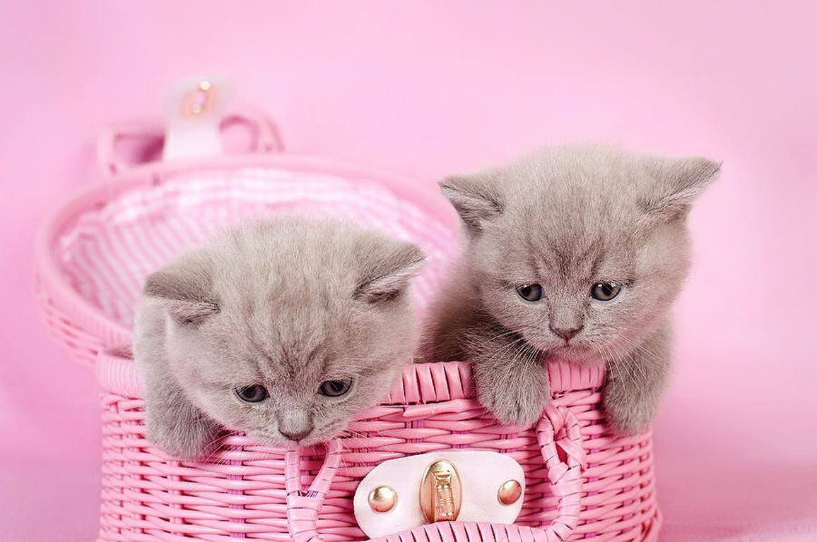 Cats: British Shorthair Kittens Playing Joy Cats Pink Funny ...