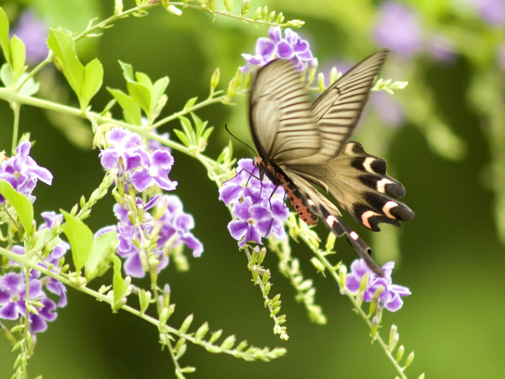 Beautiful Butterfly Wallpaper ~ Butterfly Beautiful Pictures