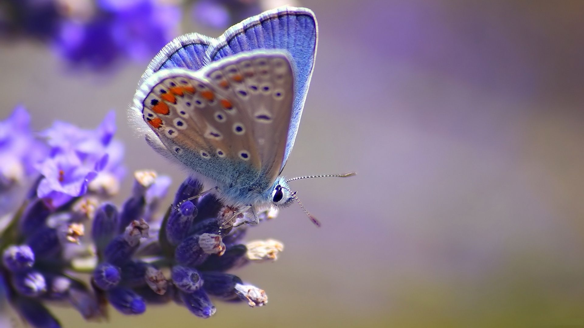 Beautiful Butterfly Wallpapers HD Pictures | One HD Wallpaper ...