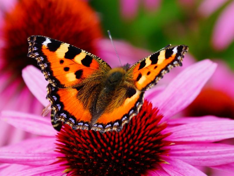 Beautiful Butterfly Wallpapers - Android Apps on Google Play