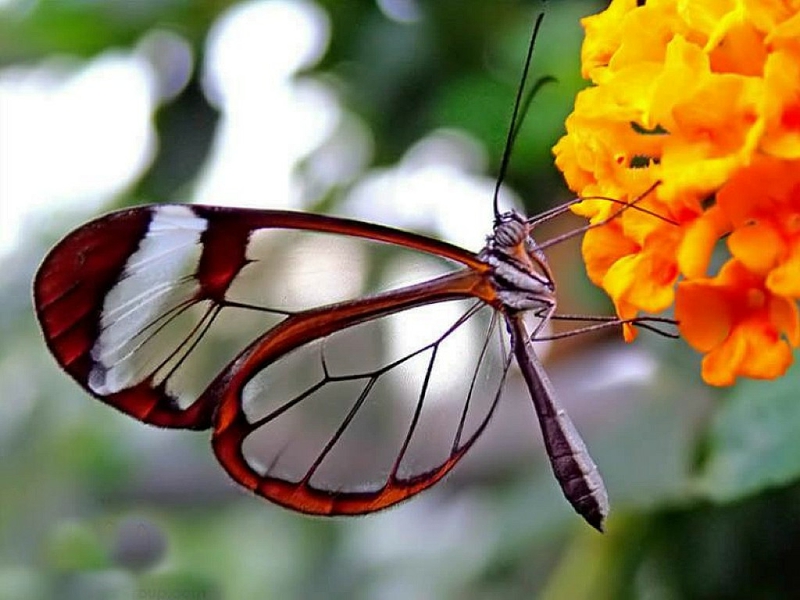 Beautiful Butterfly Transparent Butterfly – Animals Butterflies HD ...