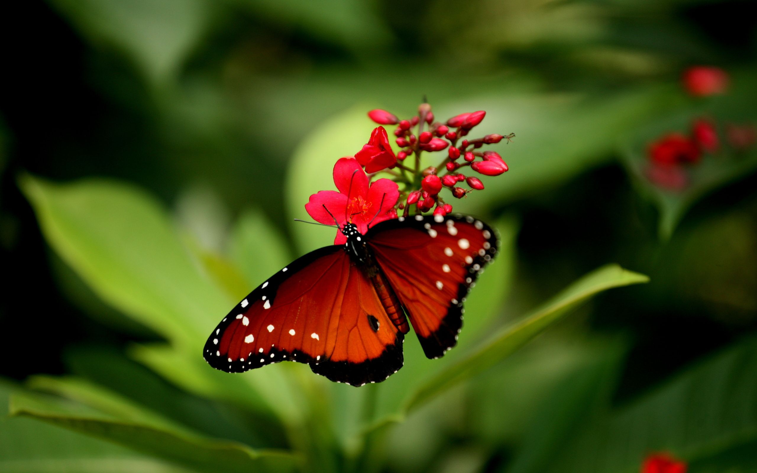 Beautiful Butterfly | wallpapers55.com - Best Wallpapers for PCs ...