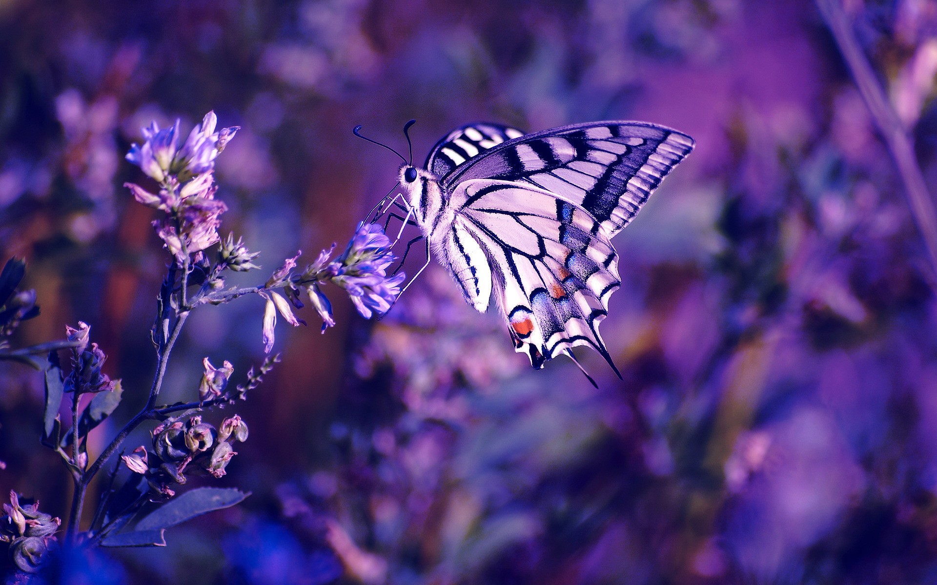 Beautiful butterfly wallpaper | Wallpaper in Pixels