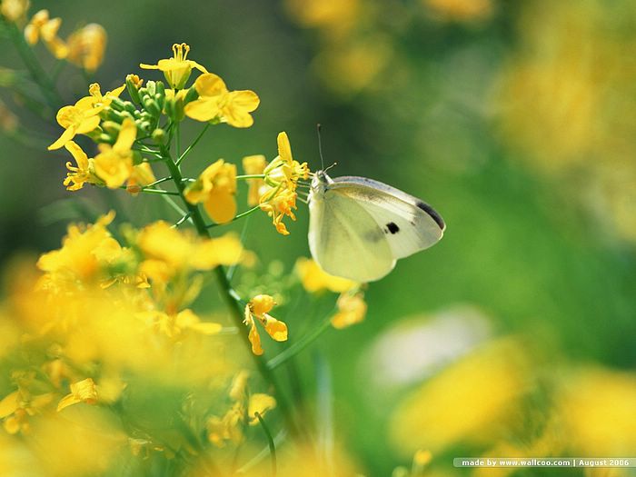 Beautiful Butterflies photos - Butterfly on Flowers Wallpaper 9 ...