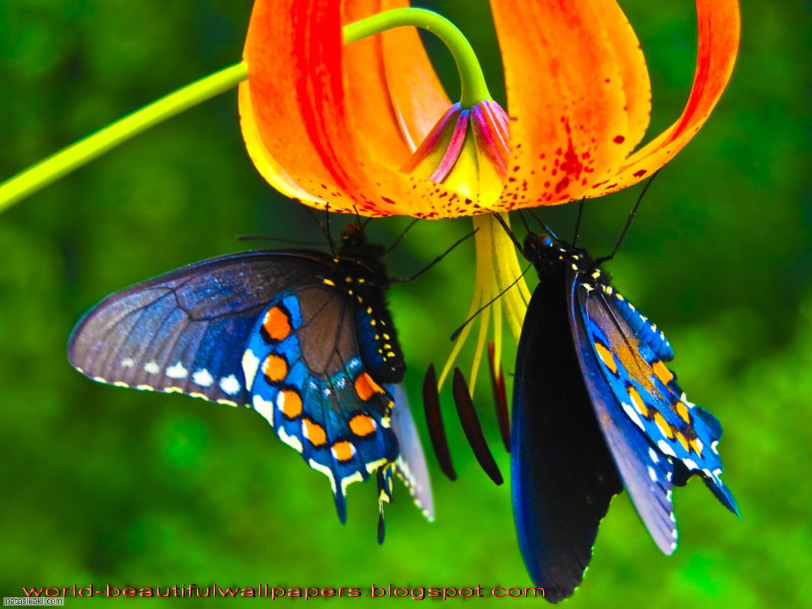 Beautiful Butterfly Wallpaper Background Hd | Patasi Kaki scraps ...