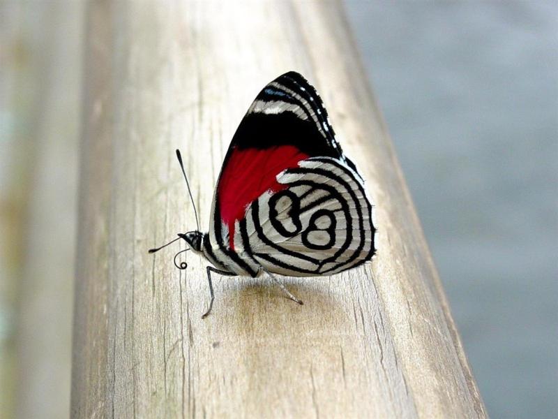 Beautiful Butterfly Pics Download | One HD Wallpaper Pictures ...
