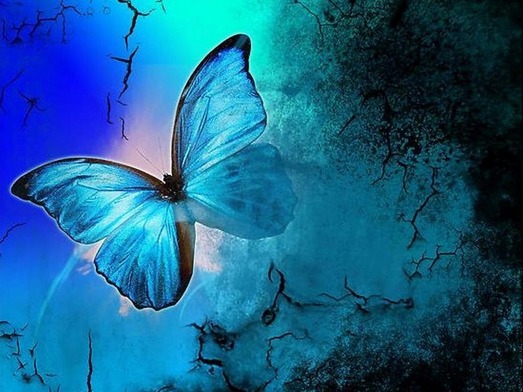Beautiful butterfly wallpapers free download for android download ...