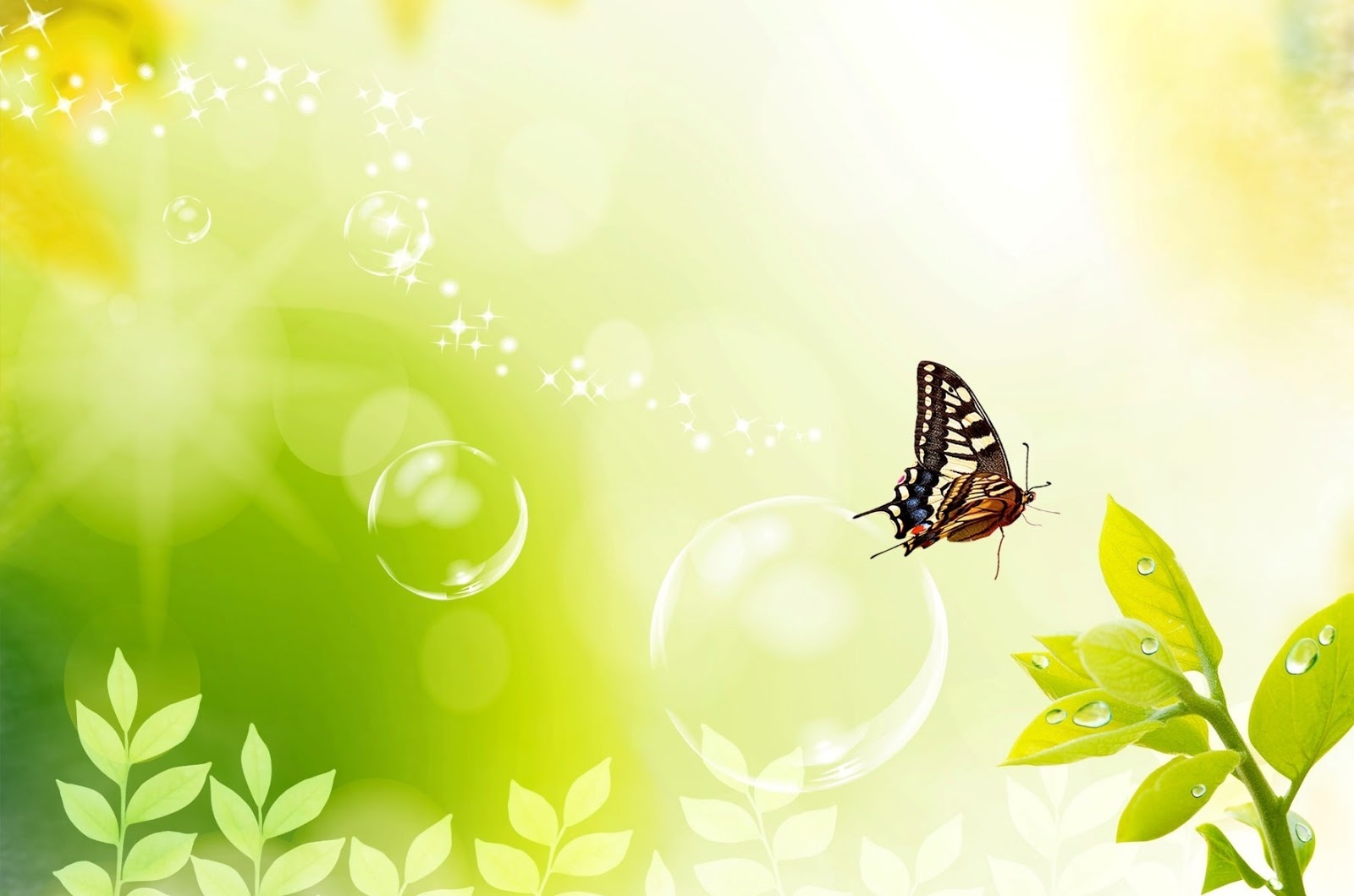 Beautiful Butterfly Images/Pictures ~ Latest images Free Download