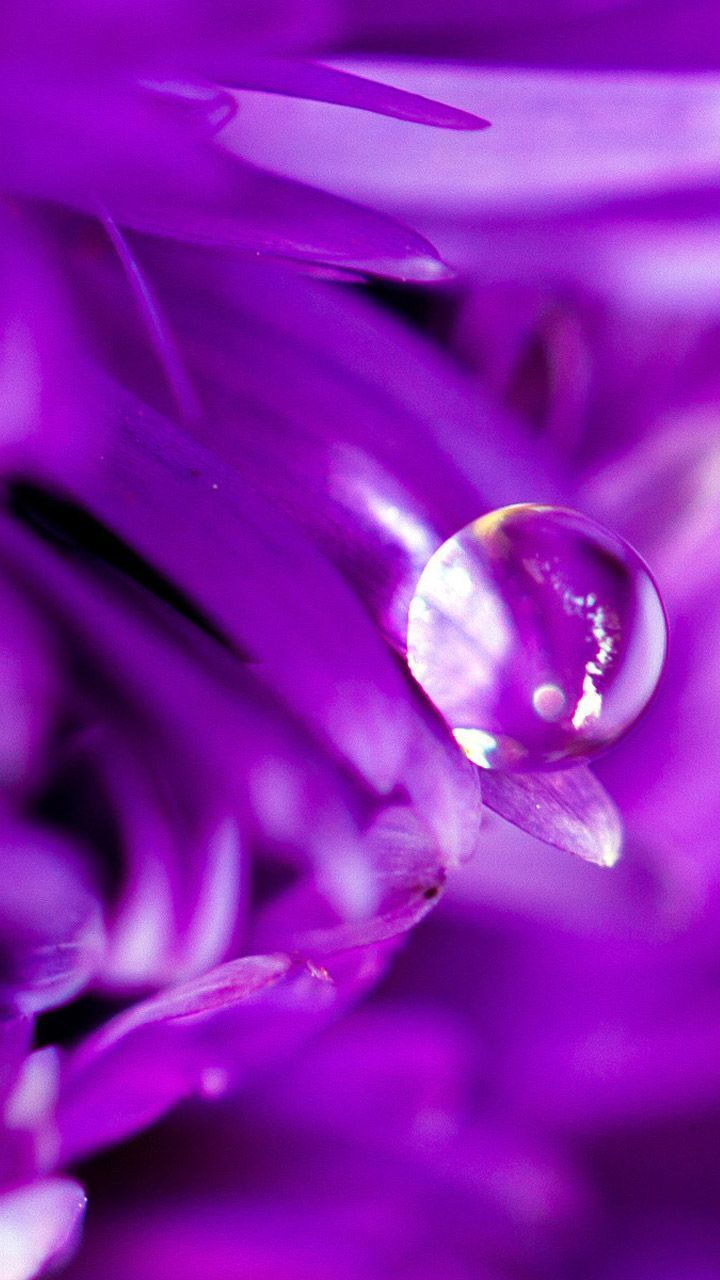 Petal drops lock screen wallpapers android - android wallpapers ...