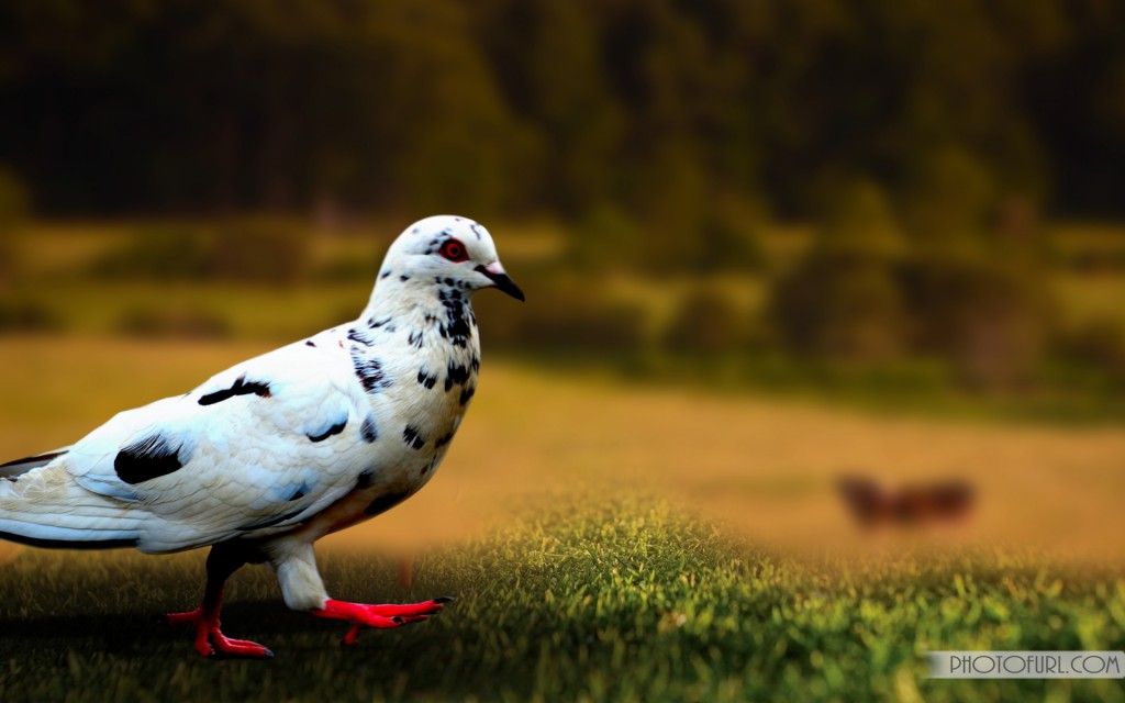 White Pigeon Free Desktop Wallpapers Free Backgrounds