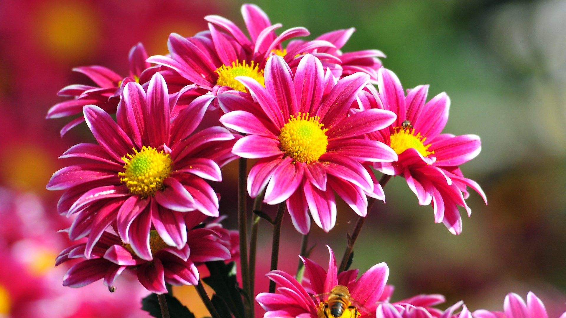 Beautiful Flowers Wallpapers Free Download