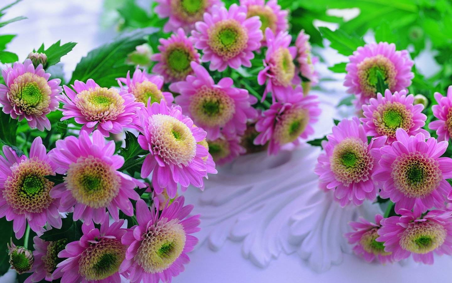 Download Beautiful Flowers Wallpapers HD Wallpapers Desktop