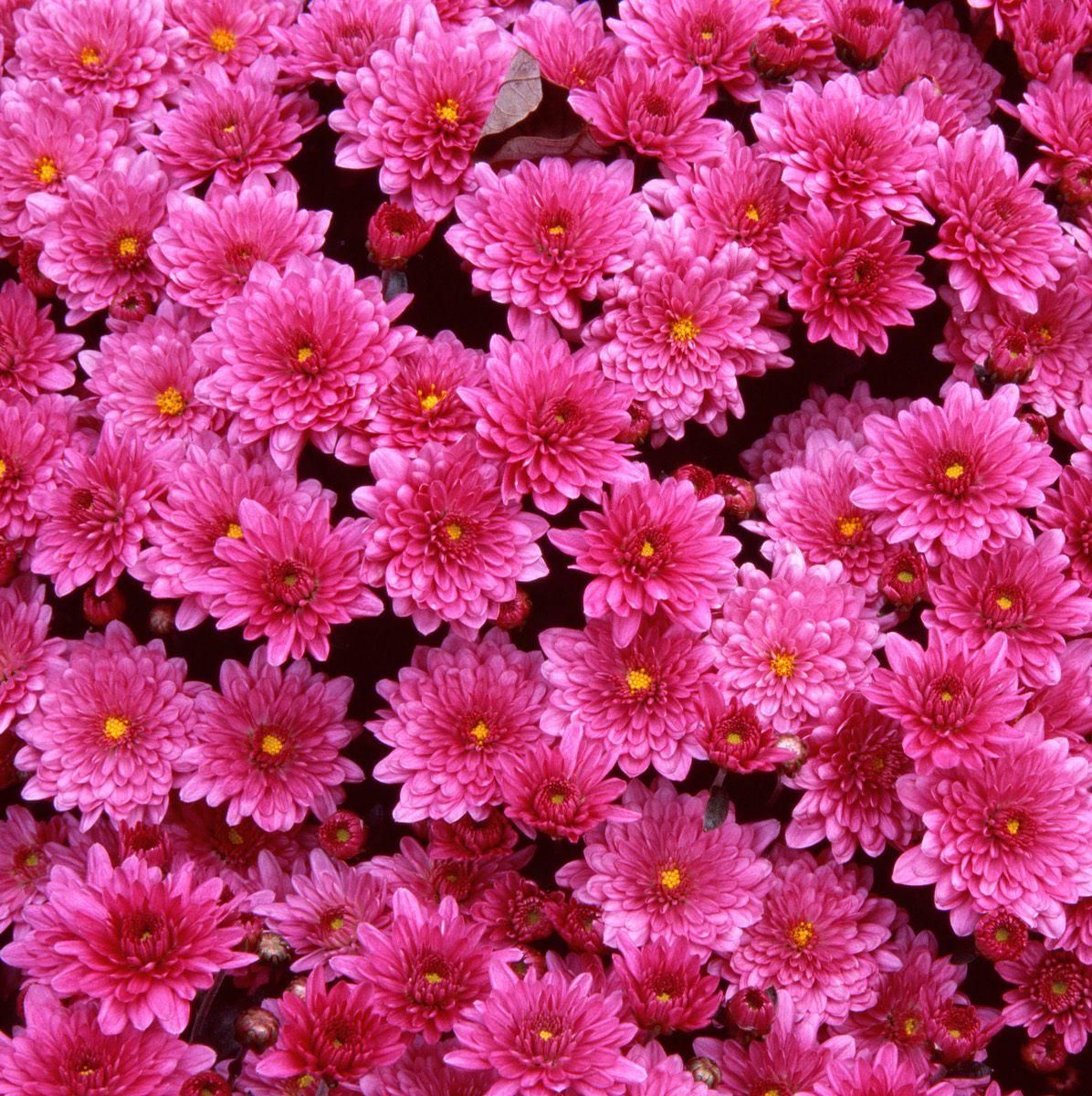 Download Wallpapers free: Beautiful flowers wallpaper