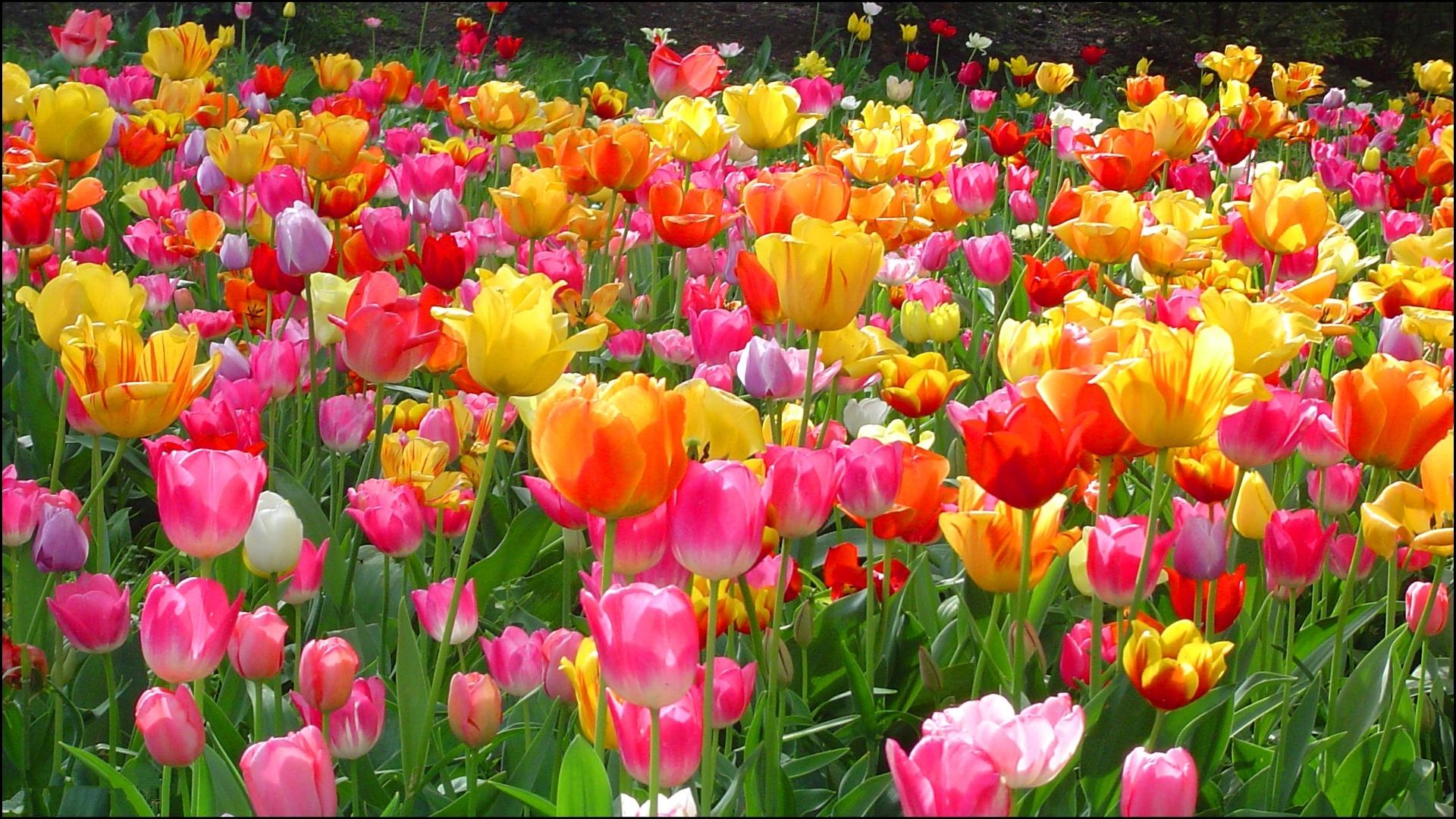 20 Tulip Flower Wallpaper Free Download For Desktop