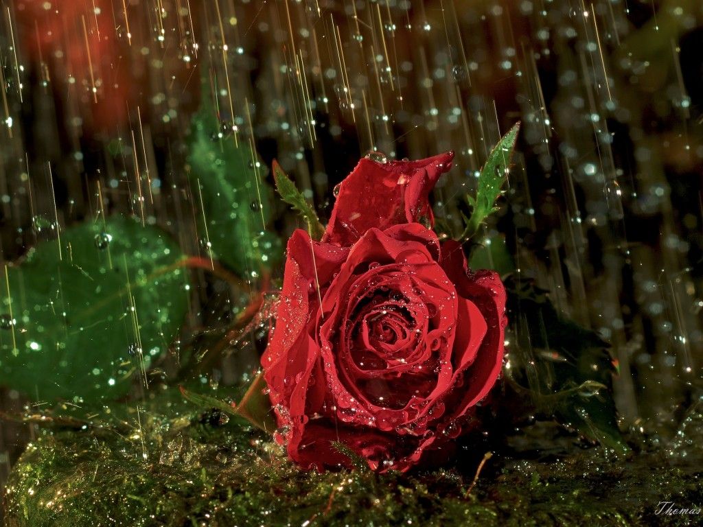 Rain on Flowers Wallpapers HD Wallpapers Pictures Images
